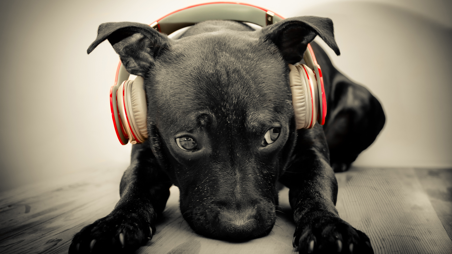 Dog DJ Wallpaper